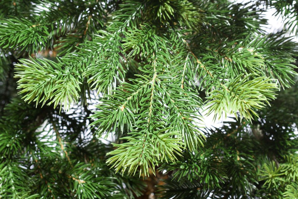 Ель искусственная «Кадриль» (Литая хвоя) 210 см / 2,1 м