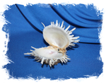 Spondylus albibarbatus, Spondylus echinatus