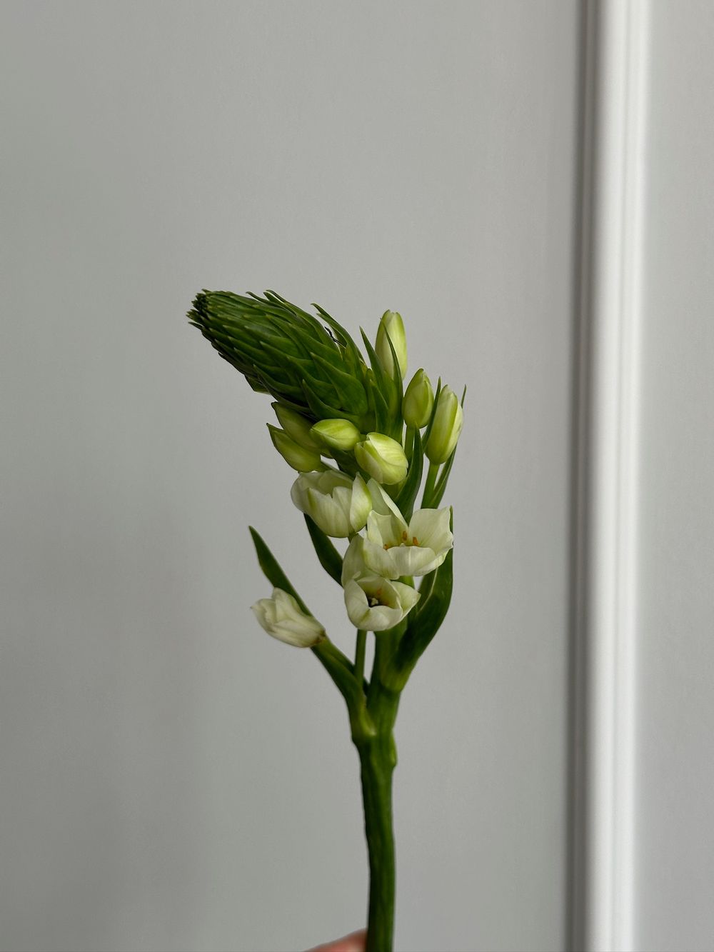 Орнитогалум