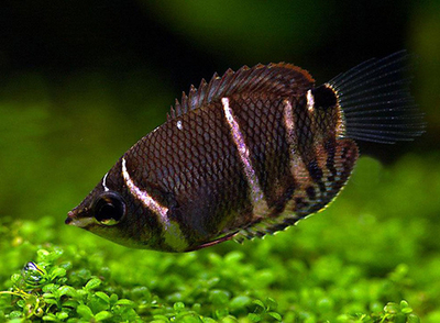 Гурами Шоколадный