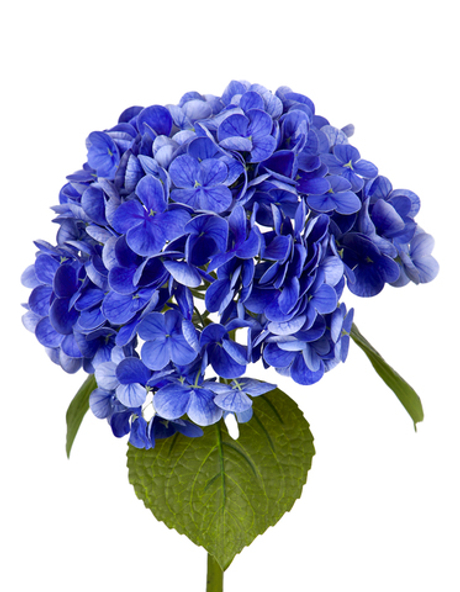 Гортензия садовая на стебле - Синий