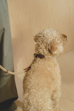 Ошейник "Пони-Макарони" Коричневый (бежевый канат)