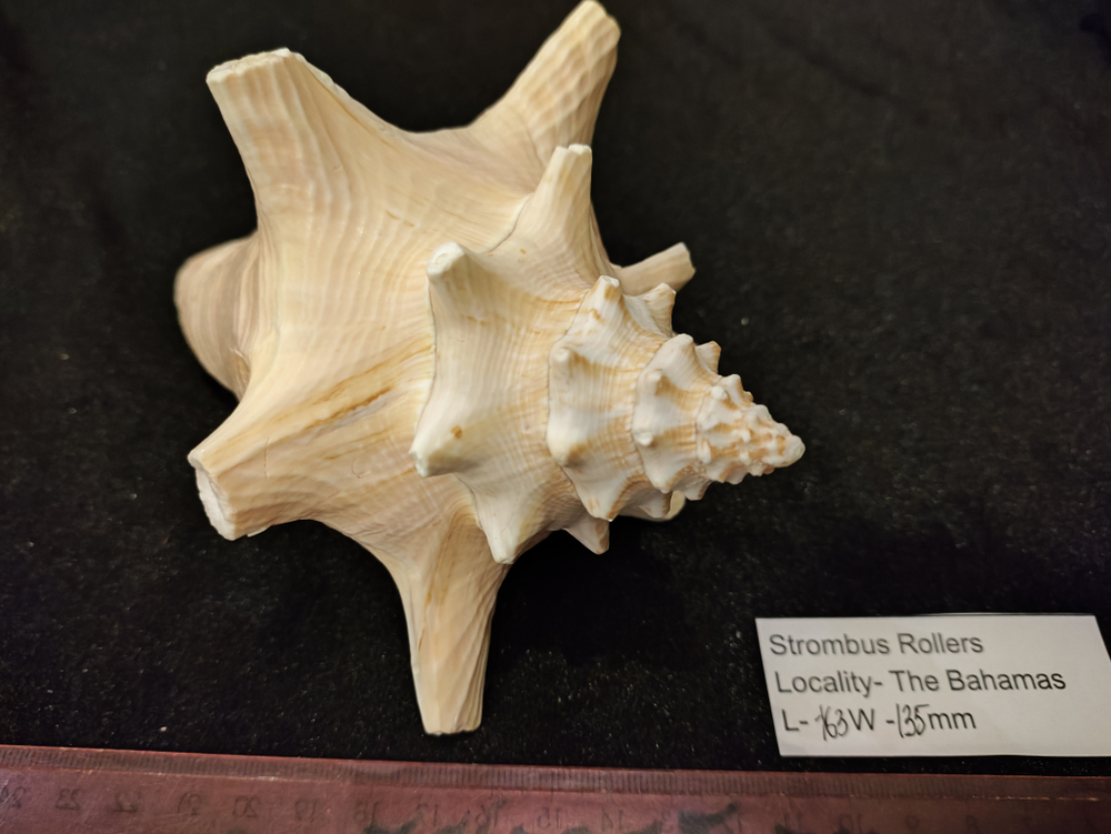 Стромбус Роллер