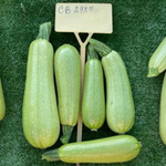 СВ 2987 ЯЛ семена кабачка (Seminis / Семинис)