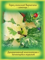 Горец японский Вариегата многолетний