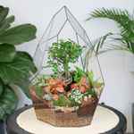 Готовый флорариум бонсай Японский вяз Айсберг