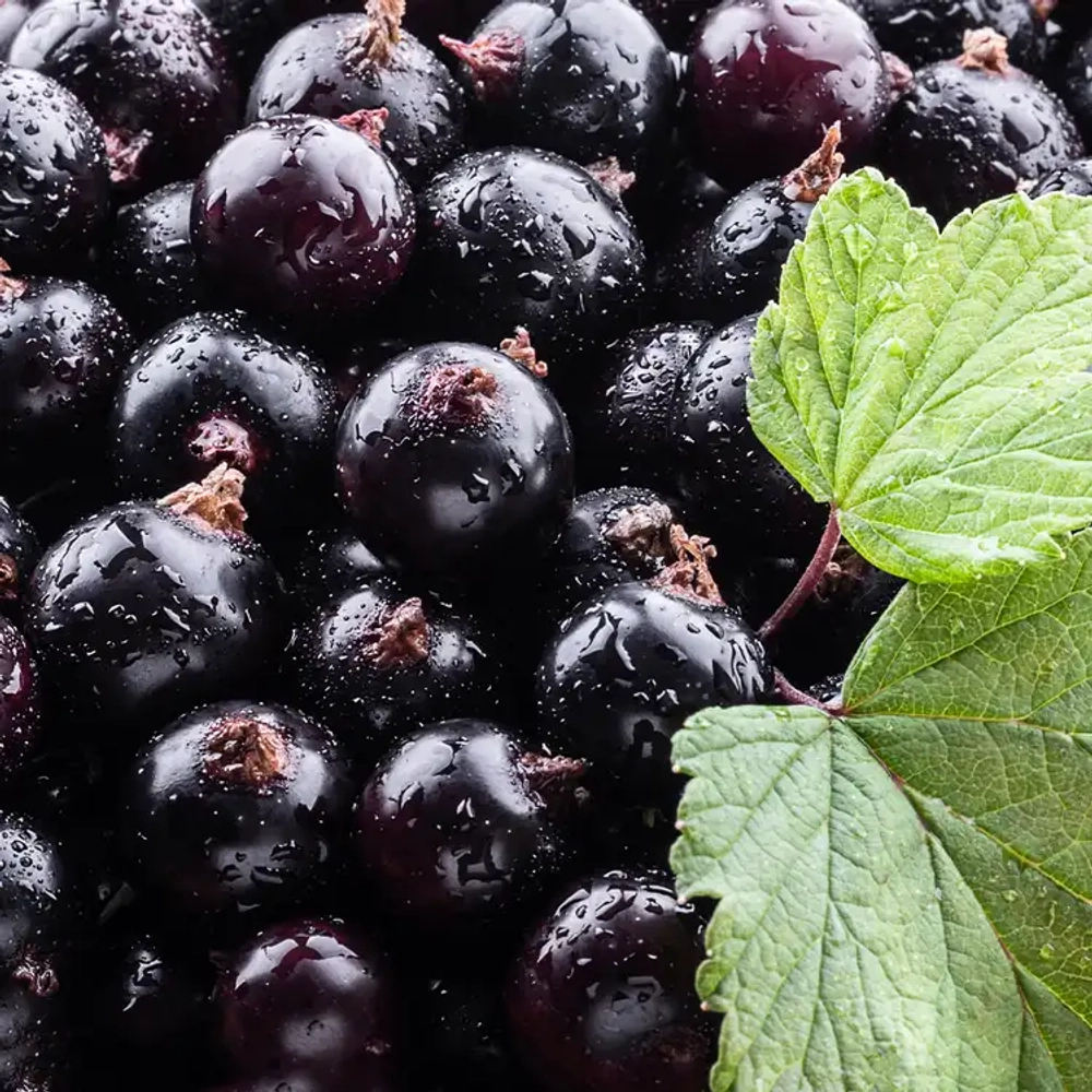 Отдушка CS - Элемент Черной Смородины (Black Currant Element)