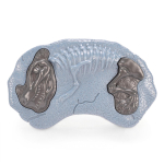 Динозавр на ДУ (со светом и звуком) коробка 13143-3