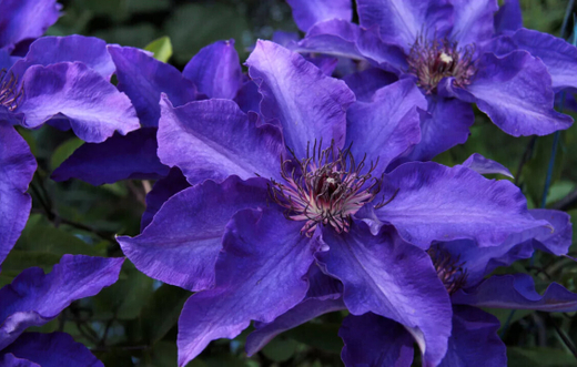 Клематис гибридный Зе Президент Закупка М33 апрель 2026