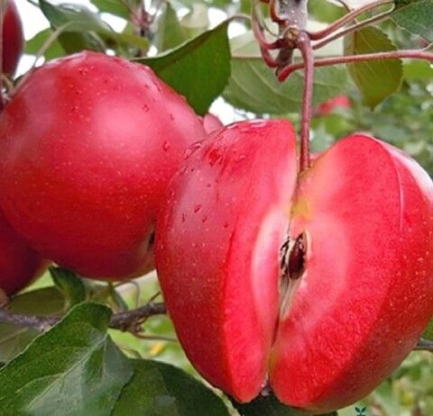 Яблоня красномякотная Эра