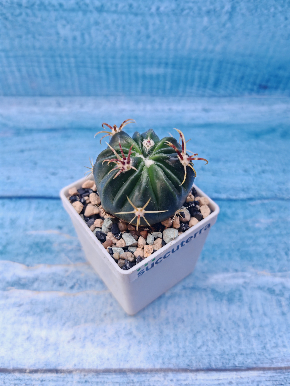 Ferocactus Latispinus (Ферокактус)
