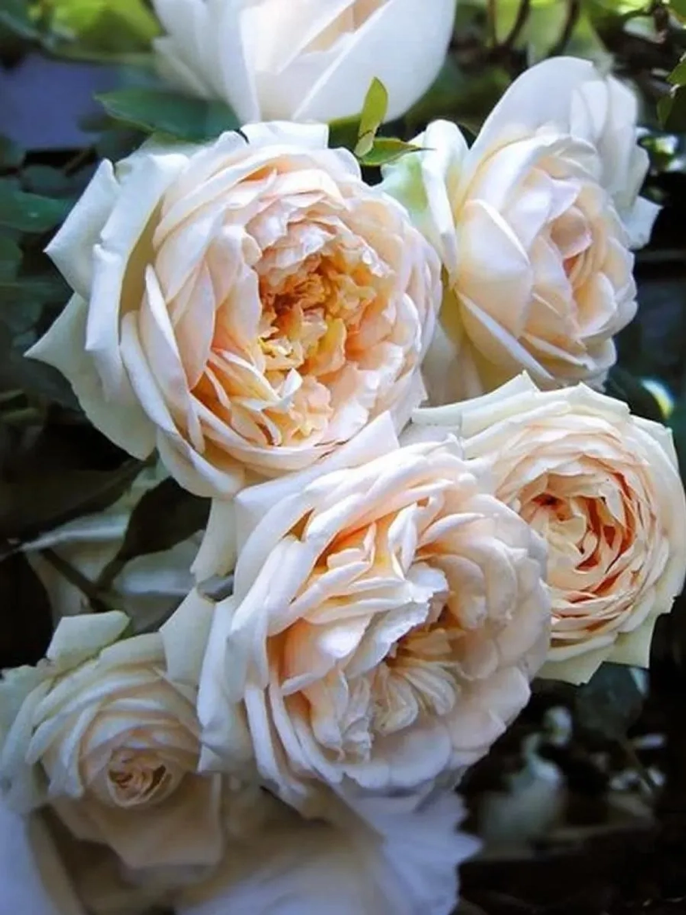 Роза шраб Мартин Гийо