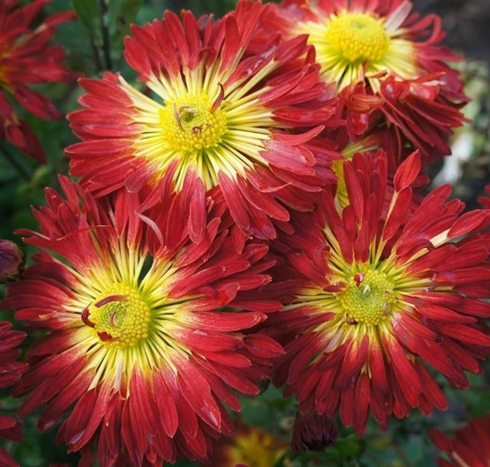 Хризантема корейская Алые паруса