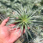 Тилландсия Houston