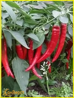 Семена острого перца для открытого грунта Бараний рог