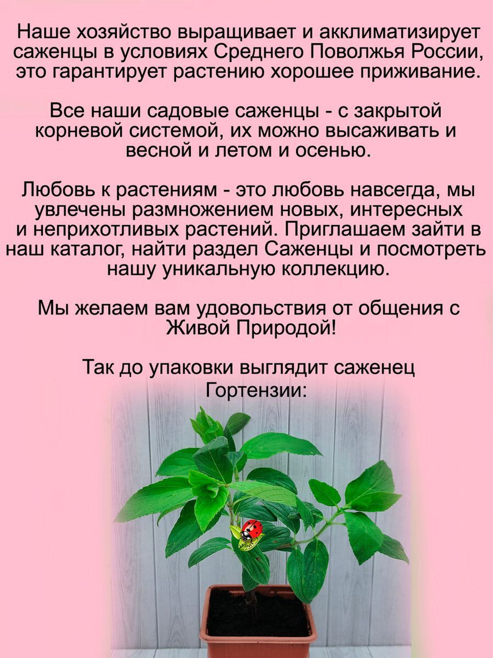 Гортензия Фантом метельчатая с ароматом