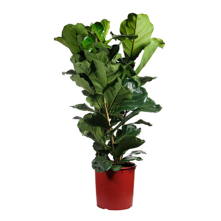 Фикус Лирата 3РР