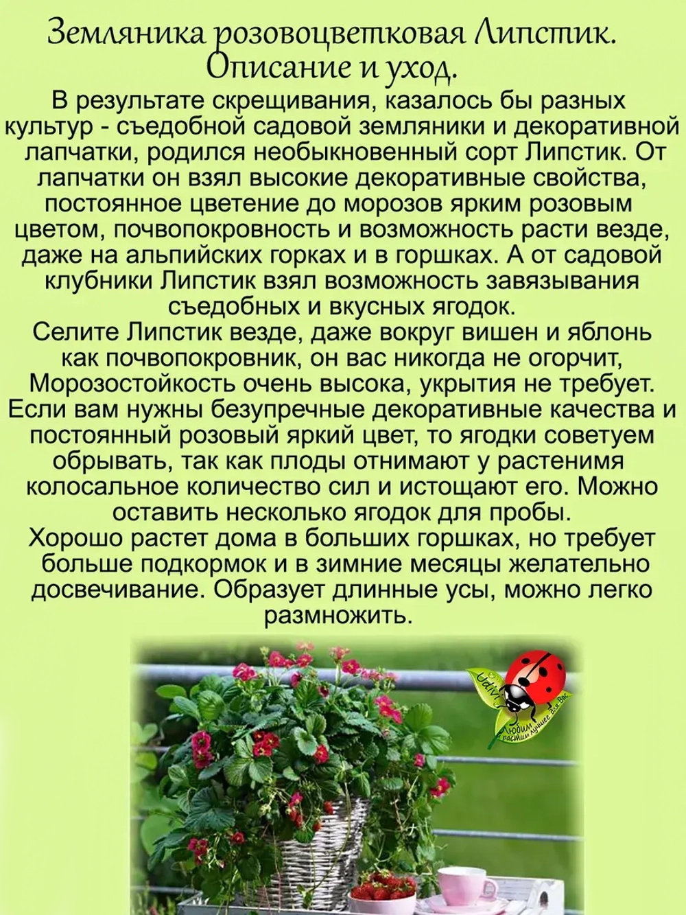 Земляника Липстик розовая многолетняя
