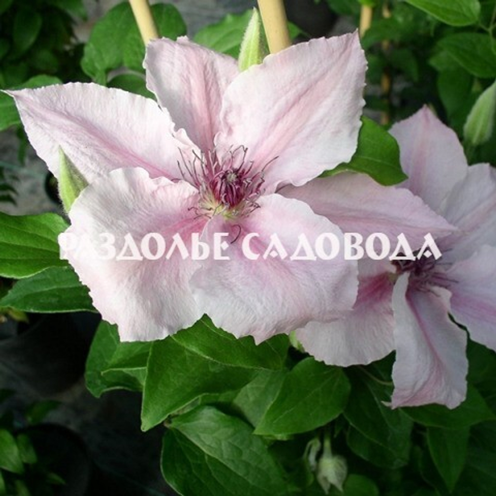 Клематис крупноцветковый Пинк Фэнтази