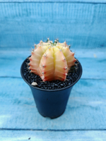 Gymnocalycium Variegata (Гимнокалициум Вариегатный)
