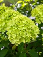 Литл Лайм гортензия метельчатая