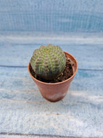 Euphoria Obesa (Эуфорбия)