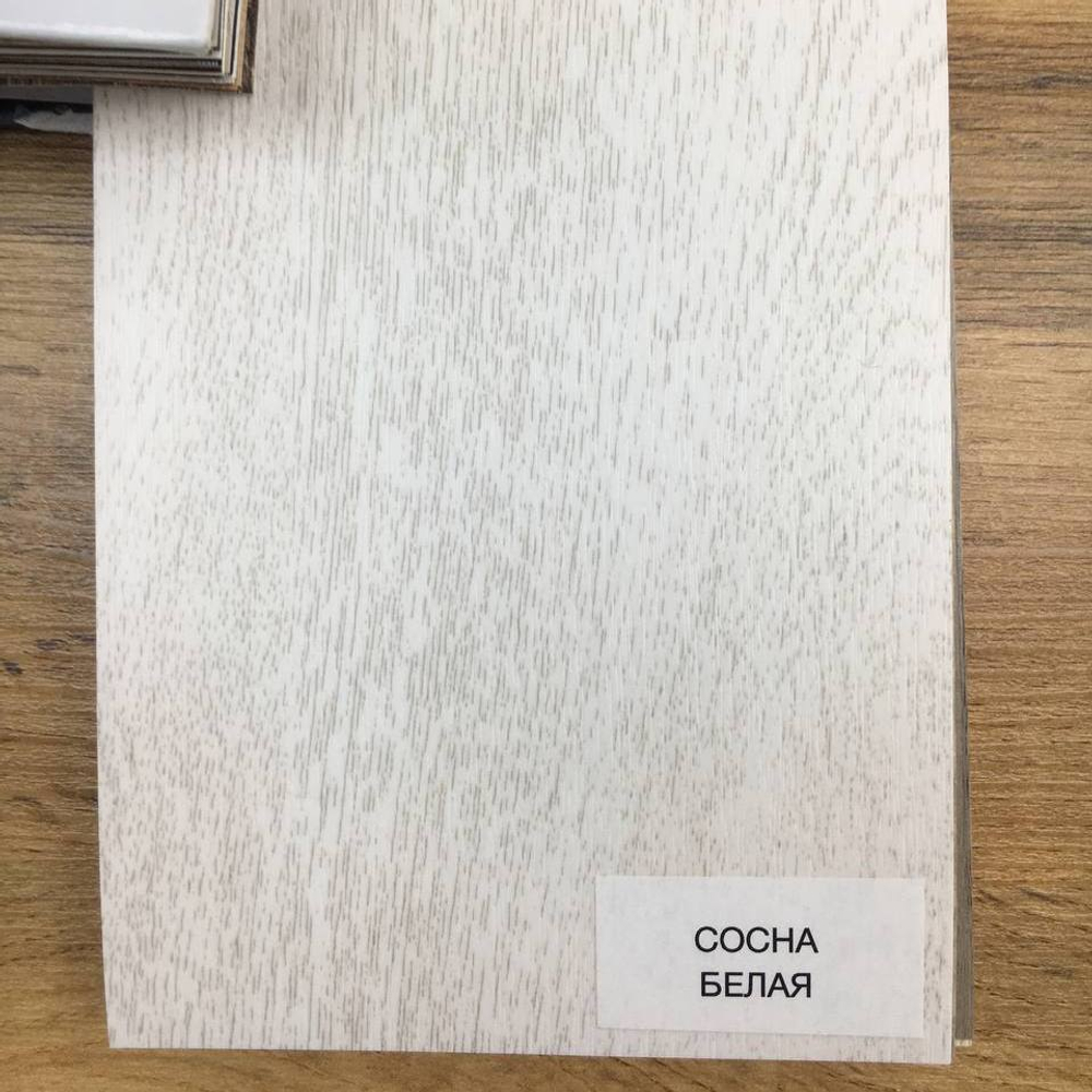 Сосна белая