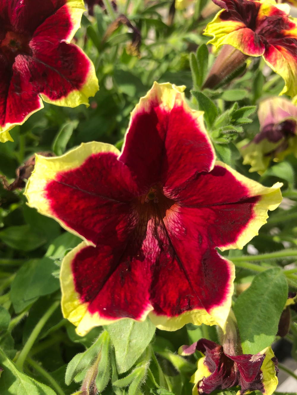 ЕВРО Petunia SURFINIA Burgundy Yellow Picotee неукор черенок ноябрь 2025