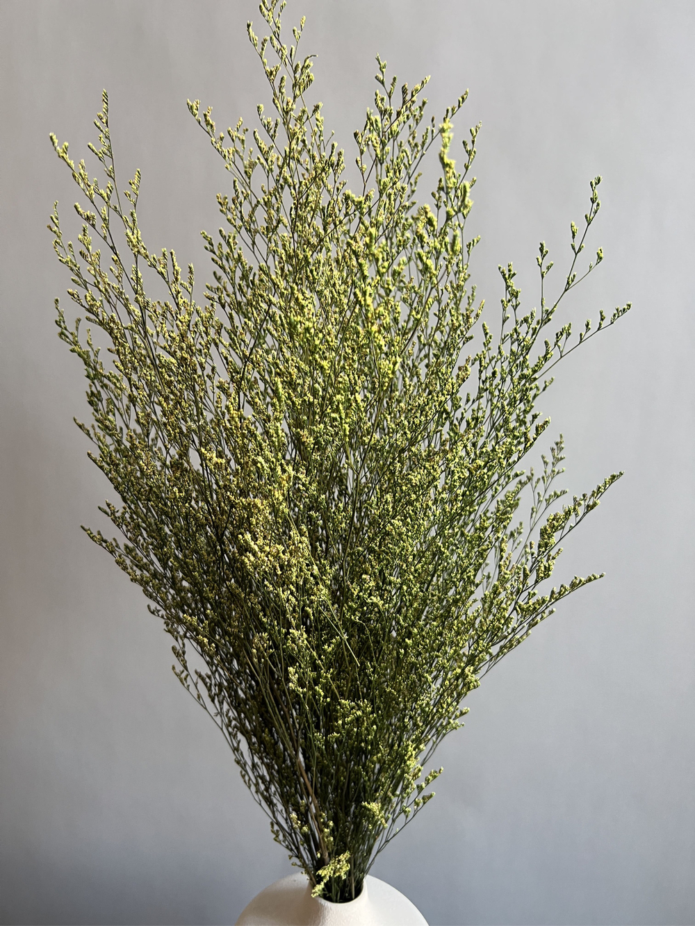 Кермек салатовый