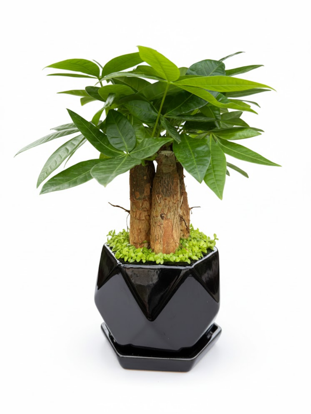 Пахира Little Forest Three-Branch ке