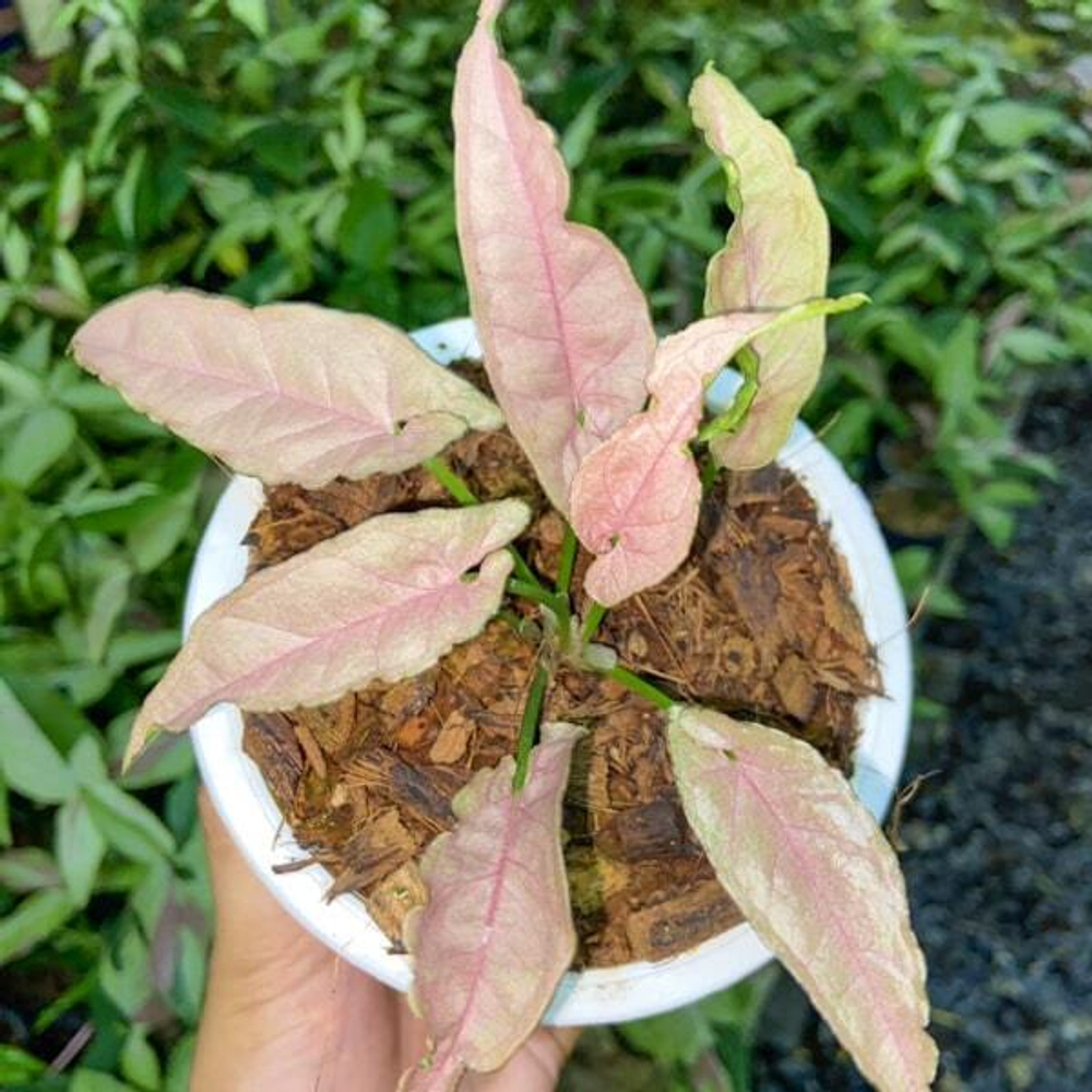 Сингониум PINK PUNCH