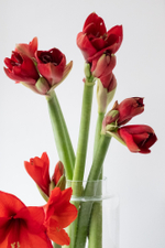 новогодний букет с амариллисами купить