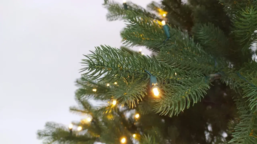 Искусственная елка Швейцарская 215 см., 300 теплых белых LED ламп, 100% литая хвоя, Black Box (74540)