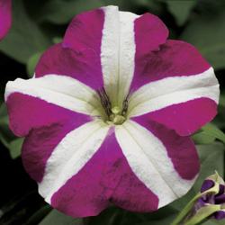 Петуния мультифлора Ура Роуз Стар F1 (50др) Витагрин Профи