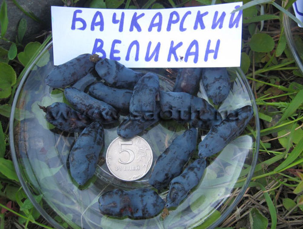 Жимолость Бакчарский Великан (ОКС)