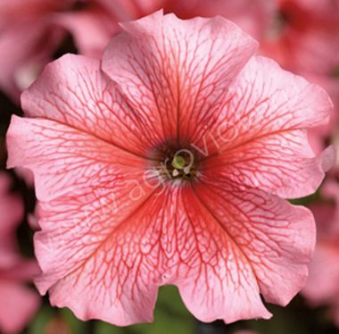 S6034 Петуния кустовая Grandiflora TriTunia Salmon Veined 100 шт.
