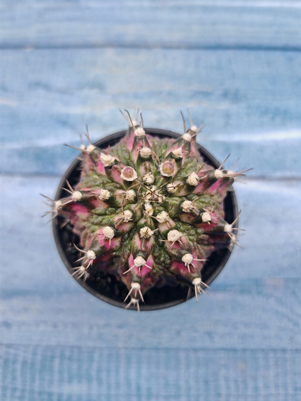 Gymnocalycium T-Rex Pink hybrid (Гимнокалициум T-rex)