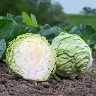 Капуста белокочанная Кевин F1  2500 (семян)