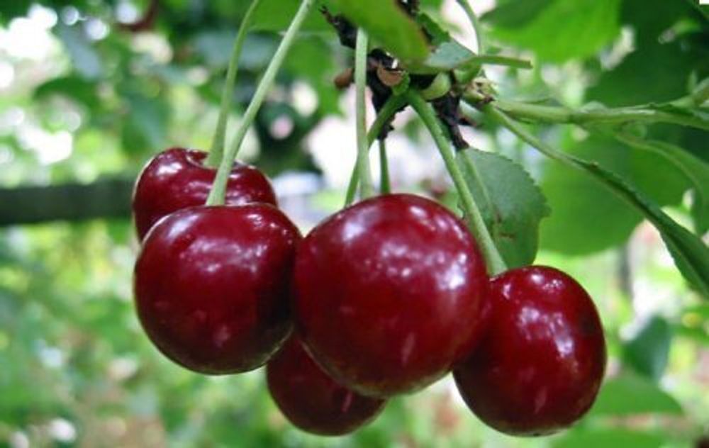 Вишня Жуковская (ОКС)