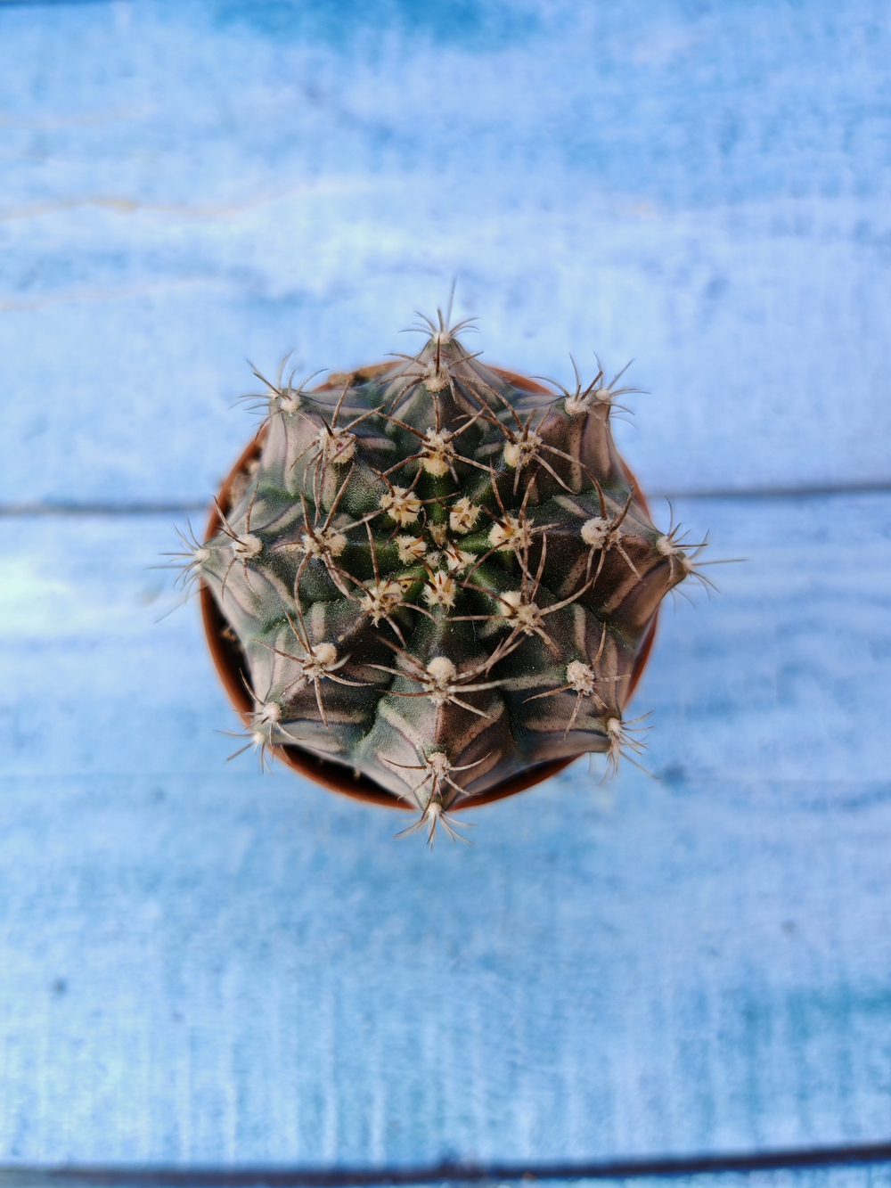 Gymnocalycium Friedrichii (Гимнокалициум)