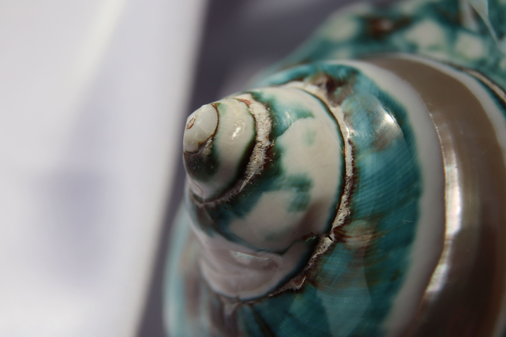 Турбо империалис полированный по спирали