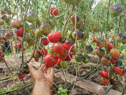 Помидоры Sgt Pepper's - Одинокие Сердца Сержанта Пеппера