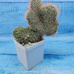 Nyctocereus Serpentinus cristata (Никтоцереус)