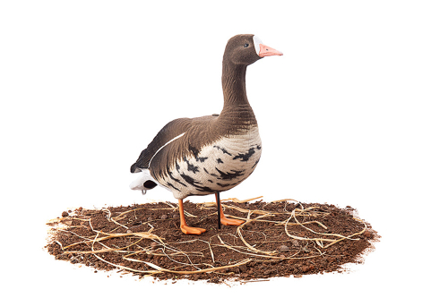 Белолобый гусь Duck Mania "ALFA" ЖИВОЕ ПЕРО мод. ALFA6B-DM-UV