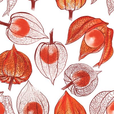 физалис целый и скелетированный