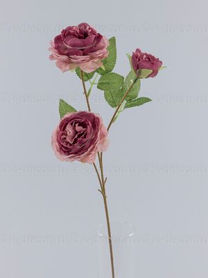 Ветка пионовидной розы Мелони