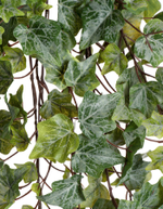 Английский плющ Олд Тэмпл зелёный