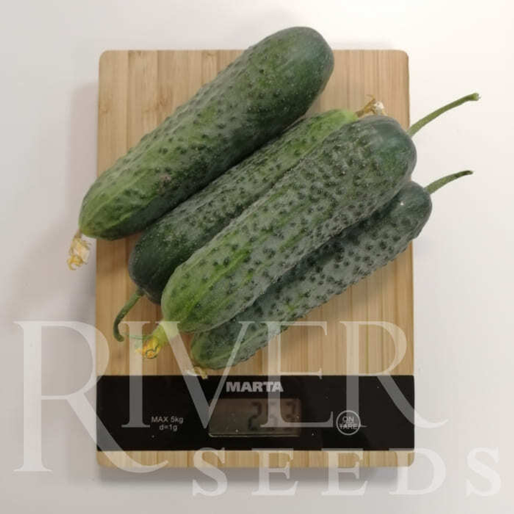 Огурец Герич F1 7шт ВитаГрин ЭКСТРА