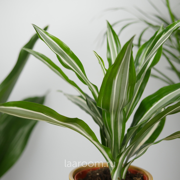 Драцена Фрагнанс Джейд Джевел 12/25