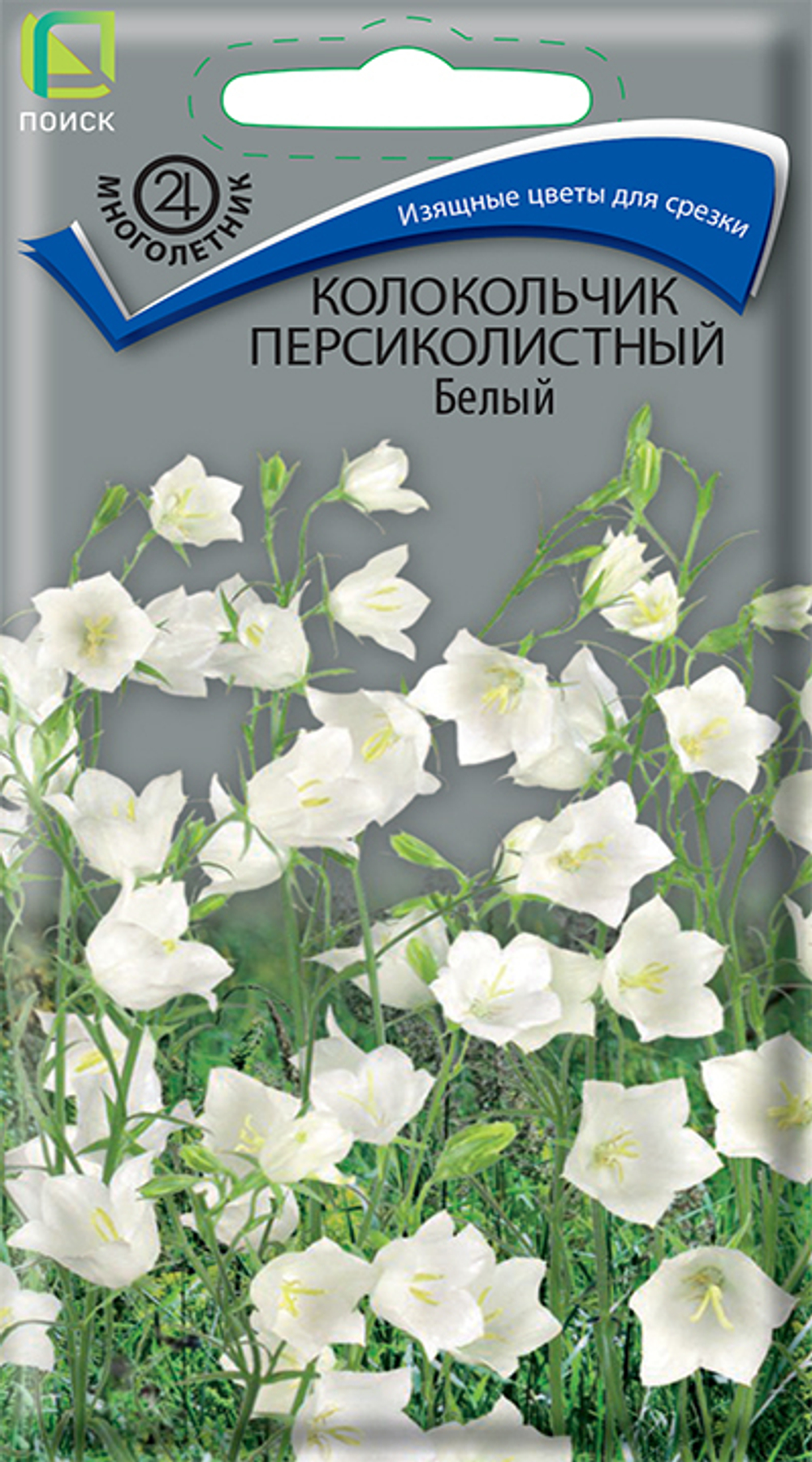 Колокольчик персиколистный Белый